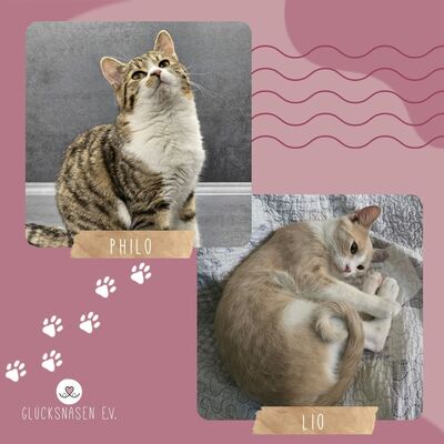 Katerchen Philo und Lio freuen sich auf Kuschelstunden, EKH - Kater