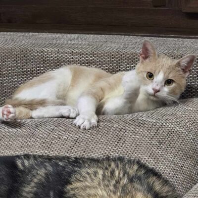 Katerchen Philo und Lio freuen sich auf Kuschelstunden, EKH - Kater