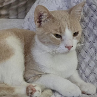 Katerchen Philo und Lio freuen sich auf Kuschelstunden, EKH - Kater
