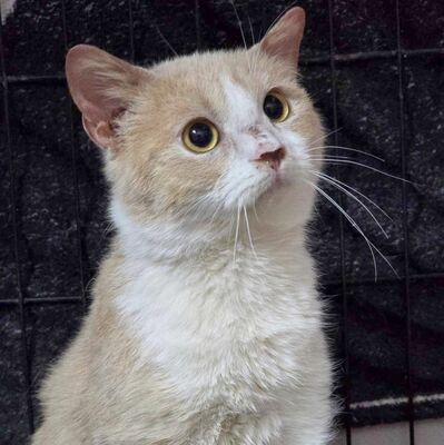Katerchen Philo und Lio freuen sich auf Kuschelstunden, EKH - Kater