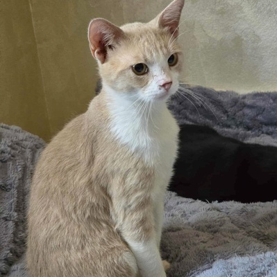 Katerchen Philo und Lio freuen sich auf Kuschelstunden, EKH - Kater