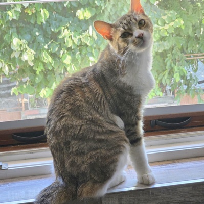 Katerchen Philo und Lio freuen sich auf Kuschelstunden, EKH - Kater