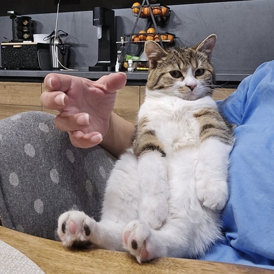 Katerchen Philo und Lio freuen sich auf Kuschelstunden, EKH - Kater