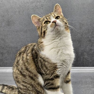 Katerchen Philo und Lio freuen sich auf Kuschelstunden, EKH - Kater