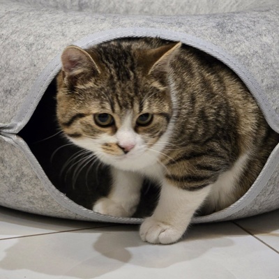 Katerchen Philo und Lio freuen sich auf Kuschelstunden, EKH - Kater