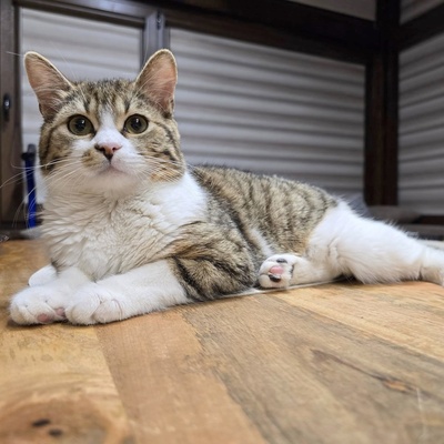 Katerchen Philo und Lio freuen sich auf Kuschelstunden, EKH - Kater