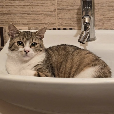 Katerchen Philo und Lio freuen sich auf Kuschelstunden, EKH - Kater