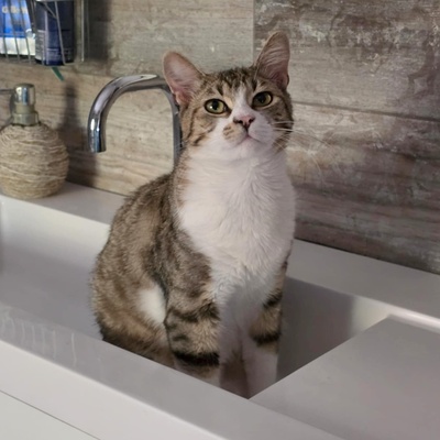 Katerchen Philo und Lio freuen sich auf Kuschelstunden, EKH - Kater
