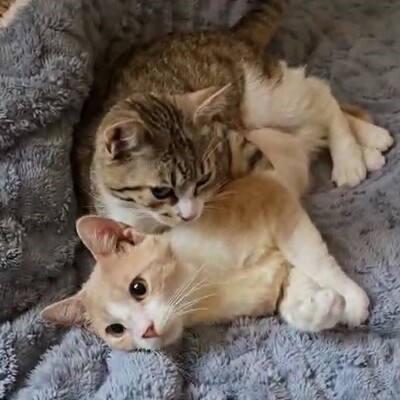 Katerchen Philo und Lio freuen sich auf Kuschelstunden, EKH - Kater