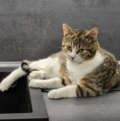 Katerchen Philo und Lio freuen sich auf Kuschelstunden, EKH - Kater