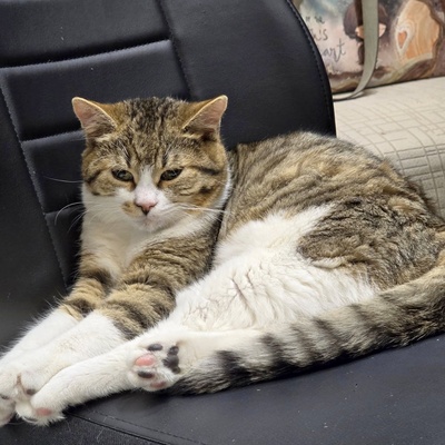 Katerchen Philo und Lio freuen sich auf Kuschelstunden, EKH - Kater