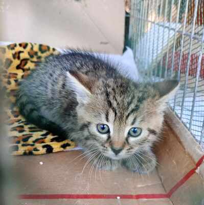 Katerchen Ronny möchte gern reisen, EKH Jungtier - Kater