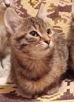 Katerchen Ronny wartet auf Post von Dir, EKH Jungtier - Kater