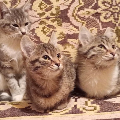 Katerchen Ronny wartet auf Post von Dir, EKH Jungtier - Kater