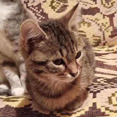 Katerchen Ronny wartet auf Post von Dir, EKH Jungtier - Kater