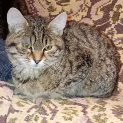 Katerchen Ronny wartet auf Post von Dir, EKH Jungtier - Kater