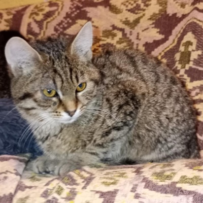 Katerchen Ronny wartet auf Post von Dir, EKH Jungtier - Kater