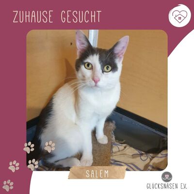 Katerchen Salem ist bereit auf Reisen zu gehen, EKH Jungtier - Kater