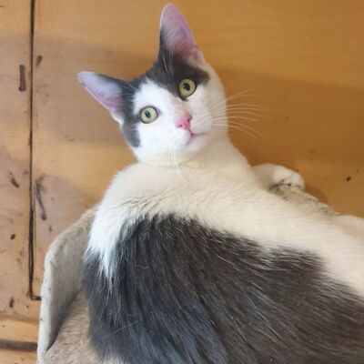 Katerchen Salem ist bereit auf Reisen zu gehen, EKH Jungtier - Kater