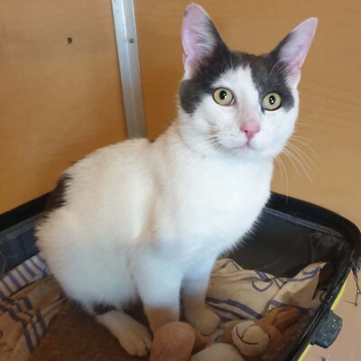 Katerchen Salem ist bereit auf Reisen zu gehen, EKH Jungtier - Kater