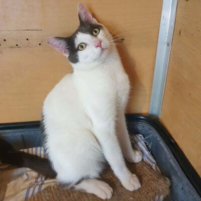 Katerchen Salem ist bereit auf Reisen zu gehen, EKH Jungtier - Kater