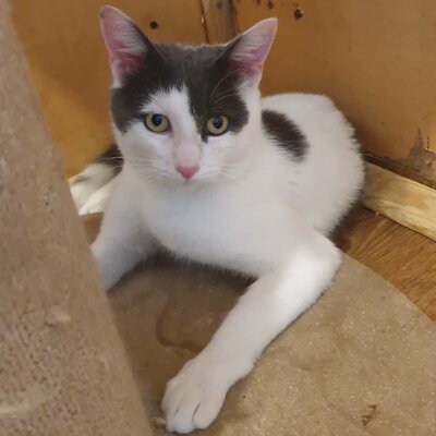 Katerchen Salem ist bereit auf Reisen zu gehen, EKH Jungtier - Kater