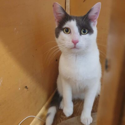 Katerchen Salem ist bereit auf Reisen zu gehen, EKH Jungtier - Kater
