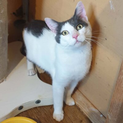 Katerchen Salem ist bereit auf Reisen zu gehen, EKH Jungtier - Kater