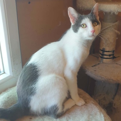 Katerchen Salem ist bereit auf Reisen zu gehen, EKH Jungtier - Kater