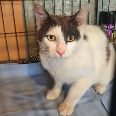 Katerchen Salem ist bereit auf Reisen zu gehen, EKH Jungtier - Kater