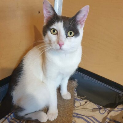 Katerchen Salem ist bereit auf Reisen zu gehen, EKH Jungtier - Kater