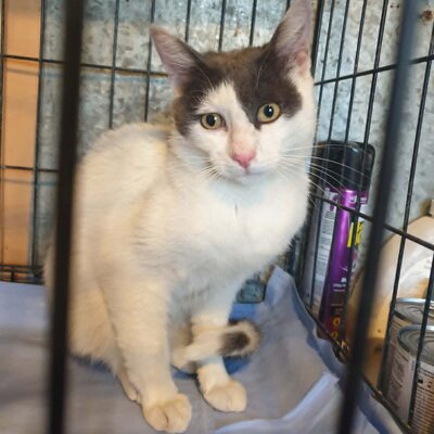 Katerchen Salem ist bereit auf Reisen zu gehen, EKH Jungtier - Kater