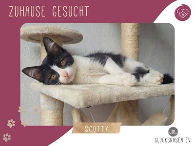 Katerchen Scotty hofft auf seine Familie, EKH Jungtier - Katze