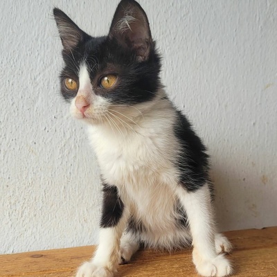 Katerchen Scotty hofft auf seine Familie, EKH Jungtier - Katze