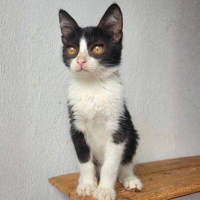 Katerchen Scotty hofft auf seine Familie, EKH Jungtier - Katze