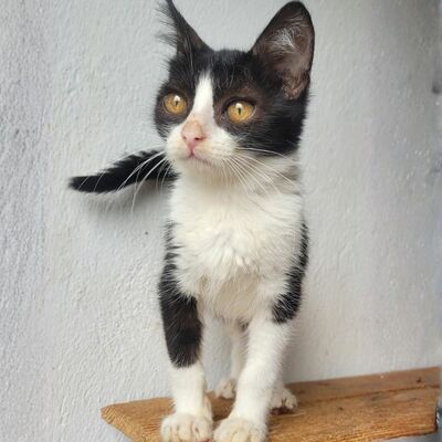 Katerchen Scotty hofft auf seine Familie, EKH Jungtier - Katze