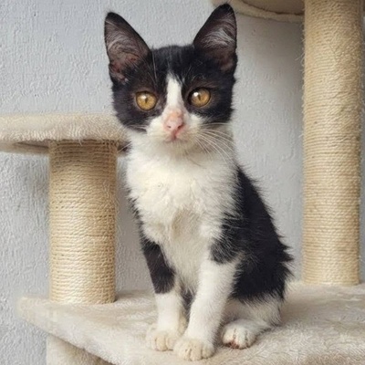 Katerchen Scotty hofft auf seine Familie, EKH Jungtier - Katze
