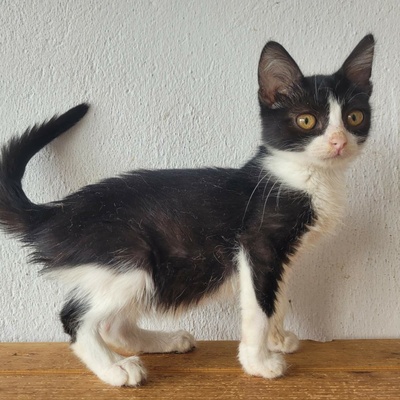 Katerchen Scotty hofft auf seine Familie, EKH Jungtier - Katze