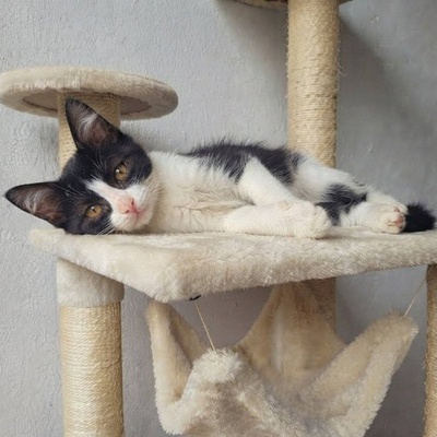 Katerchen Scotty hofft auf seine Familie, EKH Jungtier - Katze