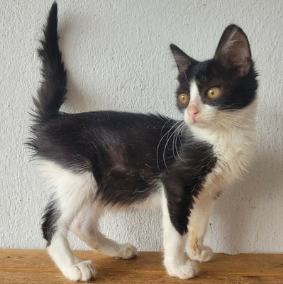 Katerchen Scotty hofft auf seine Familie, EKH Jungtier - Katze