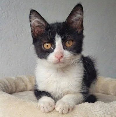 Katerchen Scotty hofft auf seine Familie, EKH Jungtier - Katze