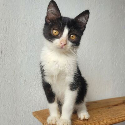 Katerchen Scotty hofft auf seine Familie, EKH Jungtier - Katze