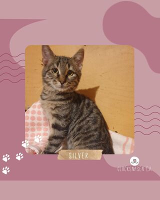 Katerchen Silver freut sich über Post, EKH Jungtier - Kater