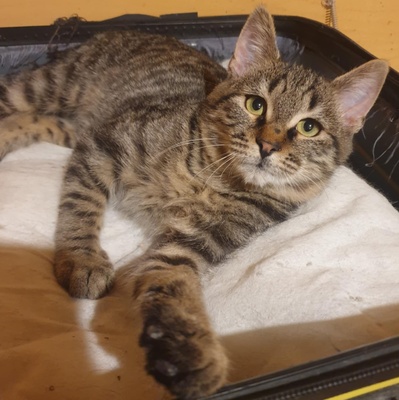 Katerchen Silver freut sich über Post, EKH Jungtier - Kater