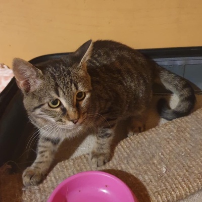 Katerchen Silver freut sich über Post, EKH Jungtier - Kater