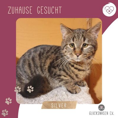 Katerchen Silver freut sich über Post