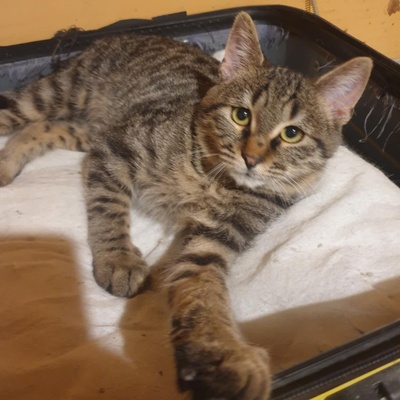 Katerchen Silver freut sich über Post, EKH Jungtier - Kater