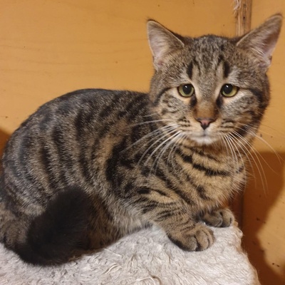 Katerchen Silver freut sich über Post, EKH Jungtier - Kater