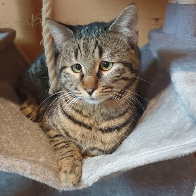 Katerchen Silver freut sich über Post, EKH Jungtier - Kater