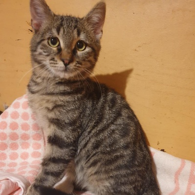 Katerchen Silver sucht sein Personal, EKH Jungtier - Kater